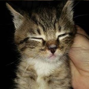 Meet your Posher, Sabrina